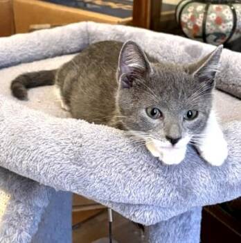 Dobby -  Domestic Short Hair Cat for Adoption in Lafayette, Louisiana - Dobby | PetCurious