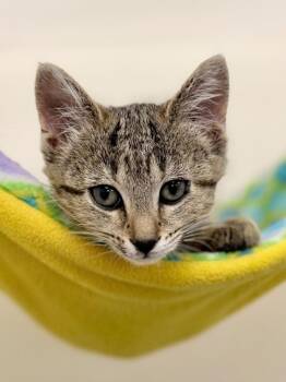 Ann -  Domestic Short Hair Cat for Adoption in Menomonie, Wisconsin - Ann | PetCurious