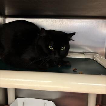 Shiki -  Domestic Short Hair Cat Available for Adoption in St. Augustine, Florida - Shiki | PetCurious