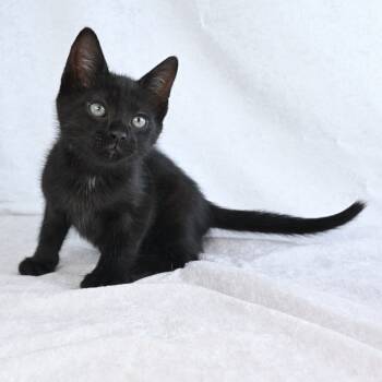 Rescue Domestic Short Hair Cats for Adoption in Mobile, Alabama - Ava | PetCurious