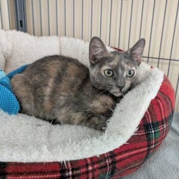 Melody -  Tortoiseshell Cat for Adoption in Ocala, Florida - Melody | PetCurious