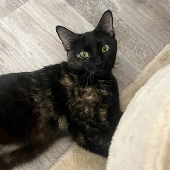 Rescue Domestic Short Hair Cats for Adoption in Cumming, Georgia - Winnie | PetCurious
