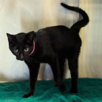 Khloe -  Domestic Short Hair Cat for Adoption in Memphis, Tennessee - Khloe | PetCurious