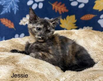 Jessie -  Domestic Short Hair Cat for Adoption in Logan, Ohio - Jessie | PetCurious