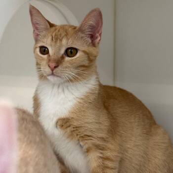 Syrup -  Domestic Short Hair Cat for Adoption in Greensboro, North Carolina - Syrup | PetCurious