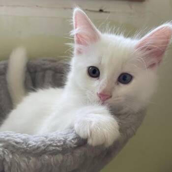 Natsu -  Domestic Short Hair Cat for Adoption in Ottawa, Ontario - Natsu | PetCurious