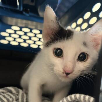Van Gogh -  Domestic Short Hair Cat for Adoption in Eureka Springs, Arkansas - Van Gogh | PetCurious
