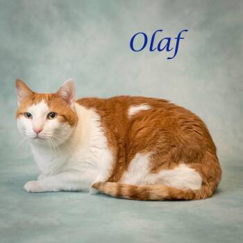 Olaf C26-291 -  Domestic Short Hair Cat for Adoption in Lebanon, Tennessee - Olaf C26-291 | PetCurious
