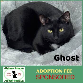 Ghost -  Domestic Short Hair Cat for Adoption in Winchendon, Massachusetts - Ghost | PetCurious