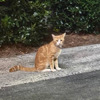 Fireball -  Domestic Short Hair Cat for Adoption in Greensboro, North Carolina - Fireball | PetCurious