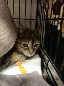 Tabby and Torbie Cats Available for Adoption in Walnut Creek, California - Scarlet | PetCurious