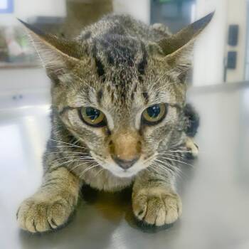 Mermista -  Domestic Short Hair Cat for Adoption in Chapel Hill, North Carolina - Mermista | PetCurious