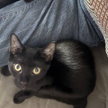 Rescue Domestic Short Hair Cats for Adoption in New York, New York - Sam & Pippin - Bonded Pair | PetCurious