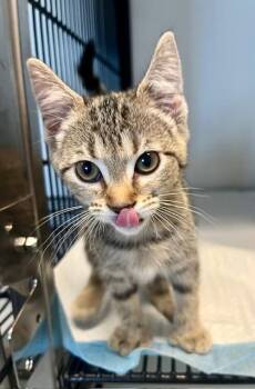 Rescue Domestic Short Hair Cats for Adoption in Winter Haven, Florida - Baby Cakes | PetCurious