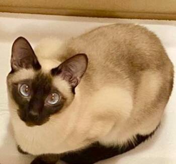 Siamese Cats Available for Adoption in Vaughan, Ontario - June | PetCurious