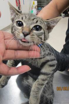 (661) -  Domestic Short Hair Cat for Adoption in Marietta, Georgia - (661) | PetCurious