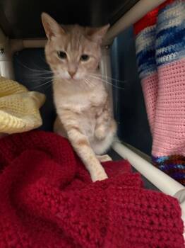 Capt. Stump -  Domestic Short Hair Cat for Adoption in Warren, Pennsylvania - Capt. Stump | PetCurious