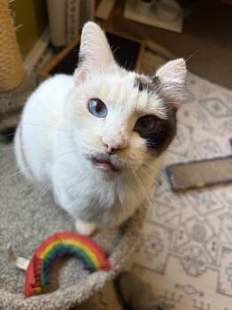 Melody -  Domestic Short Hair Cat for Adoption in Golden, Colorado - Melody | PetCurious