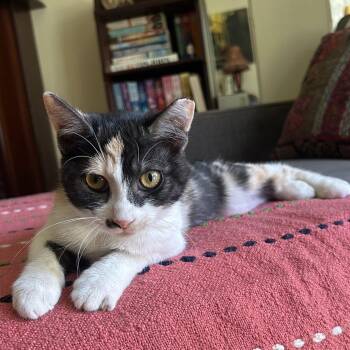 Domestic Short Hair and Calico Cats Available for Adoption - :::Cami::: | PetCurious