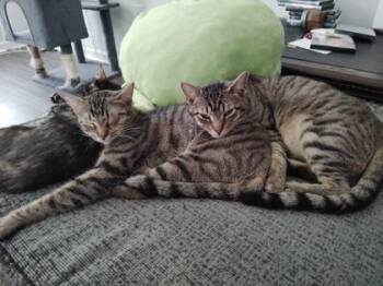 Oden -  Domestic Short Hair Cat for Adoption in Savannah, Georgia - Oden | PetCurious