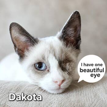 Dakota -  Siamese Cat for Adoption in Quincy, Ohio - Dakota | PetCurious