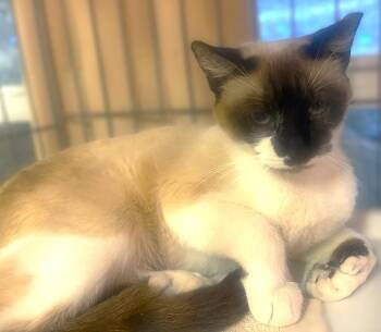 Siamese and Extra Toes Cat Hemingway Polydactyl Cats Available for Adoption in Fort Myers, Florida - Peekaboo | PetCurious