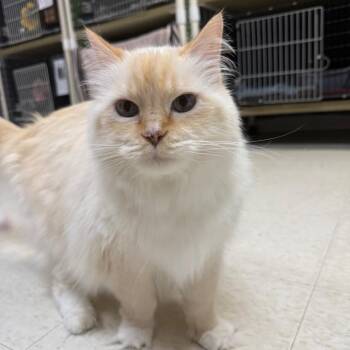 Reggie -  Domestic Long Hair and Siamese Cat for Adoption in Milford, Iowa - Reggie | PetCurious