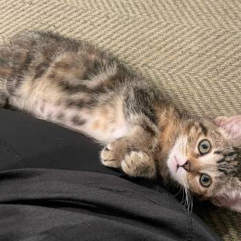 Jordan Shaw -  Domestic Short Hair Cat for Adoption in Eagle Mountain, Utah - Jordan Shaw | PetCurious