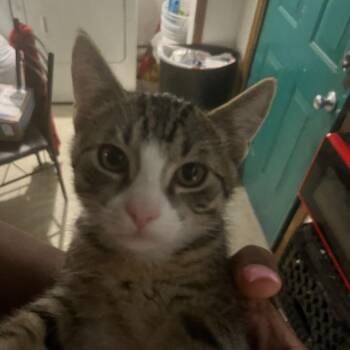 American Shorthair Cats Available for Adoption - Vergie-C | PetCurious