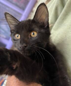 Polly -  Domestic Short Hair Cat for Adoption in Wheaton, Illinois - Polly | PetCurious
