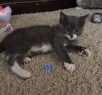 Domestic Short Hair Cats Available for Adoption - Sox | PetCurious