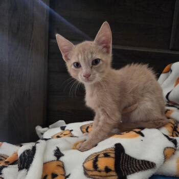 Kevin -  Domestic Short Hair Cat for Adoption in Kingman, Arizona - Kevin | PetCurious