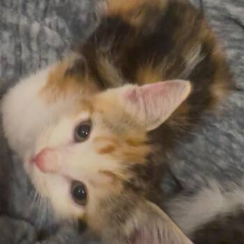 Ari -  Domestic Long Hair Cat for Adoption in Santa Fe, Texas - Ari | PetCurious