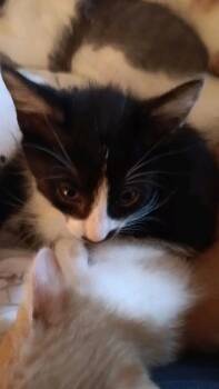 Stasche -  Domestic Short Hair Cat Available for Adoption in Johnson City, Tennessee - Stasche | PetCurious