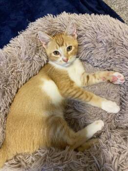 Sterling -  Domestic Short Hair Cat for Adoption - Sterling | PetCurious