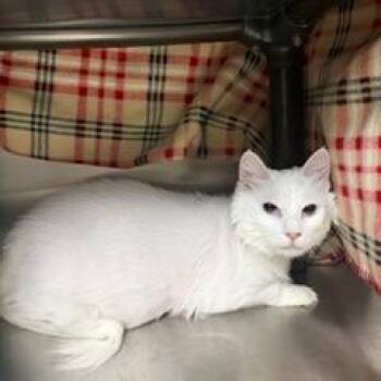 Storm -  Domestic Short Hair Cat for Adoption in Las Vegas, Nevada - Storm | PetCurious