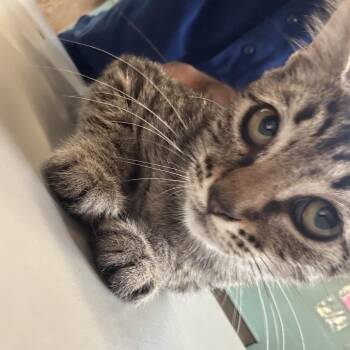 Forrest -  Domestic Short Hair Cat for Adoption in Sarasota, Florida - Forrest | PetCurious