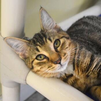 Trent -  Domestic Short Hair Cat for Adoption in St. Petersburg, Florida - Trent | PetCurious
