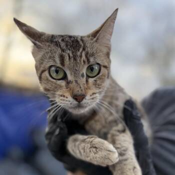 Domestic Short Hair Cats Available for Adoption in Lucedale, Mississippi - Quarter | PetCurious