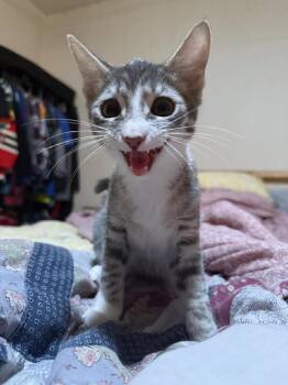 Rescue Domestic Short Hair Cats for Adoption in Vancouver, Washington - Jelly | PetCurious