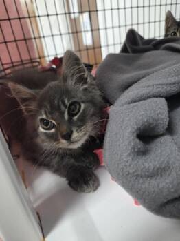 Juniper -  Domestic Short Hair Cat for Adoption in Salmon, Idaho - Juniper | PetCurious