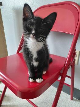 Domestic Short Hair Cats Available for Adoption in Montello, Wisconsin - Sydney | PetCurious