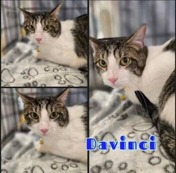Rescue Domestic Short Hair Cats for Adoption in Sugar Land, Texas - Davinci (story Of Hope) | PetCurious
