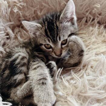 Domestic Short Hair Cats Available for Adoption in Los Angeles, California - Aang | PetCurious