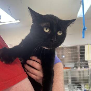 Domestic Short Hair Cats Available for Adoption - Lunsford | PetCurious