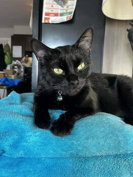 Domestic Short Hair Cats Available for Adoption - Suki | PetCurious