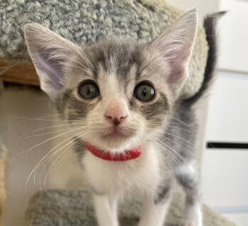 Rescue Domestic Short Hair Cats for Adoption in San Diego, California - Tango | PetCurious