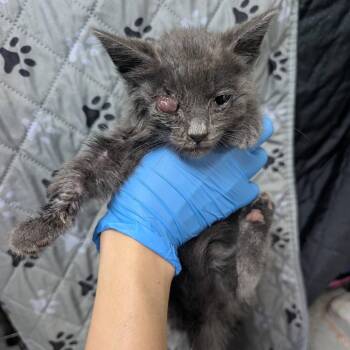 Axos C70099 -  Domestic Short Hair Cat for Adoption in Minnetonka, Minnesota - Axos C70099 | PetCurious