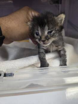 61312313 -  Domestic Medium Hair Cat for Adoption in El Paso, Texas - 61312313 | PetCurious