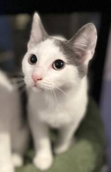 Rescue Domestic Short Hair Cats for Adoption in Allentown, New Jersey - Catarina | PetCurious
